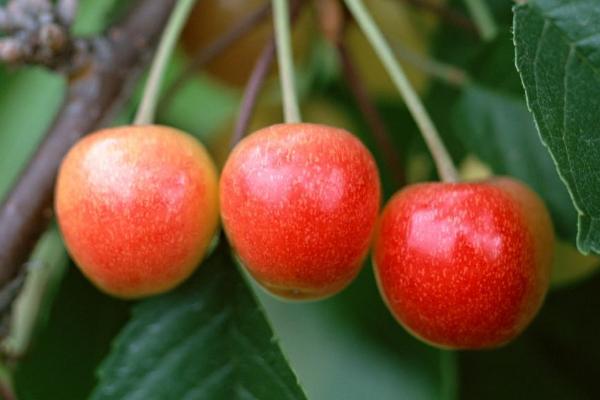 金顶红大樱桃品种介绍