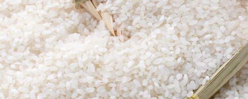大米的生长过程，大米是水稻吗