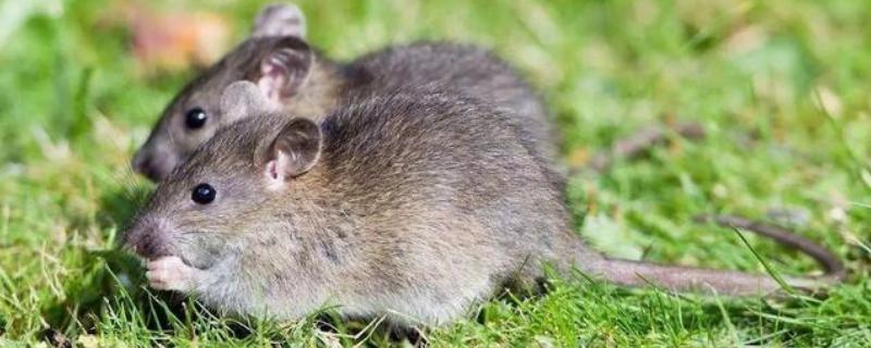 褐家鼠的特点，褐家鼠和黄胸鼠的区别