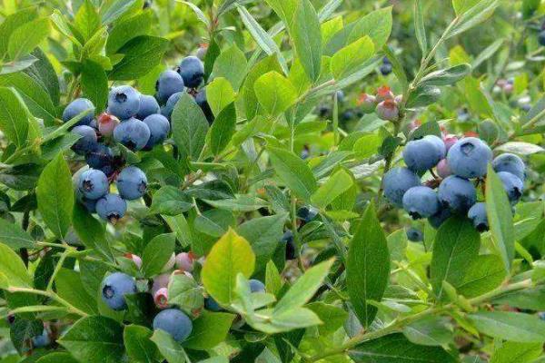 蓝莓苗f6品种优势，附简介