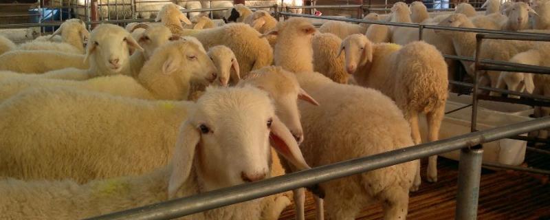 新手养羊是买羊羔还是买成羊，什么品种的羊适合圈养