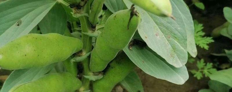 蚕豆如何种植，常见的病虫害有哪些