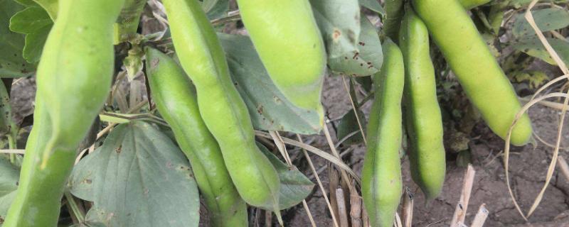 蚕豆的种植方法，种植前要泡多久