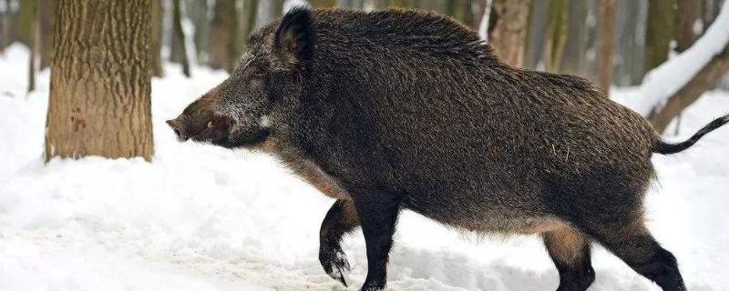 冬天野猪擦痒多久一次，野猪吃素还是吃肉