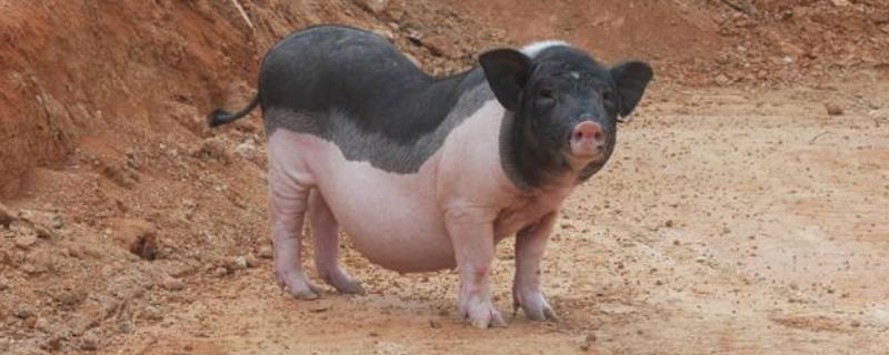 猪的生育器官叫什么，附猪的生育方式