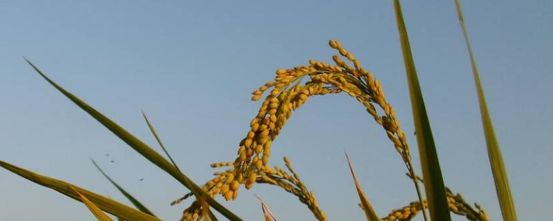 水稻镉超标怎么解决，是什么原因导致的
