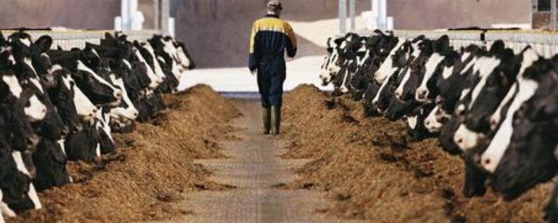 养牛饲料发酵技术，发酵饲料喂牛有哪些好处