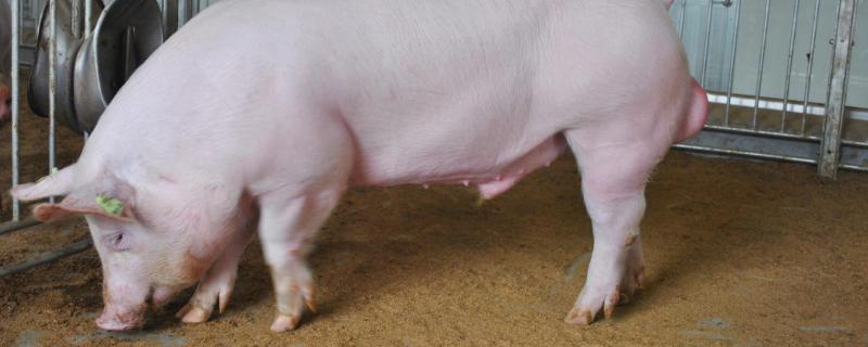 猪大便干结用什么药，是什么原因导致的