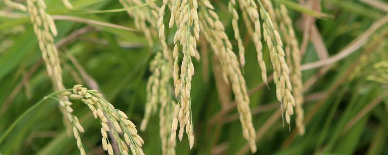 野香优海丝水稻品种