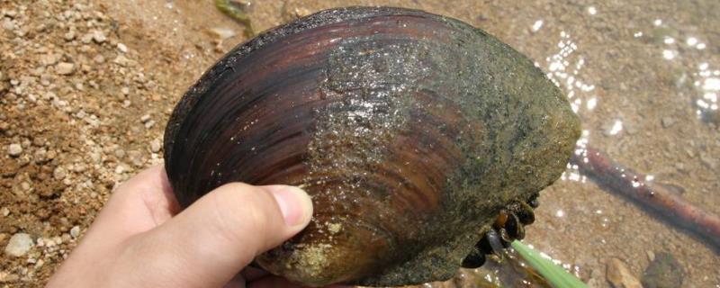 河蚌的生活环境，河蚌的生长速度有多快