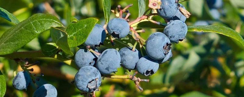 蓝莓什么季节种植，附种植方法