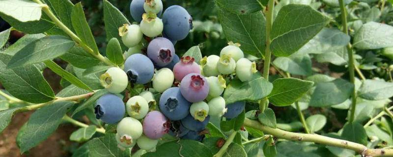 蓝莓的种植时间，适合什么环境种植