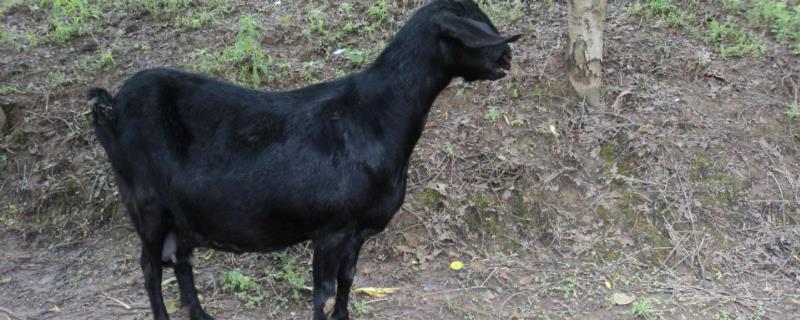 养殖黑山羊的技术和管理，黑山羊的皮是黑的吗