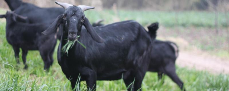 黑山羊和白山羊的区别，附养殖方法