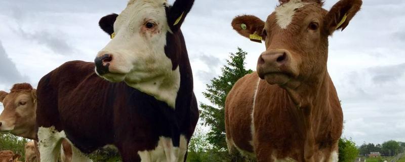 牛肉谷饲和草饲的区别，谷饲牛肉一般多少天