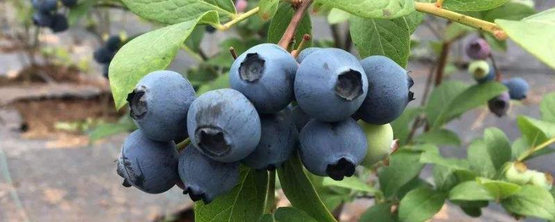 蓝莓一亩地种植多少棵，什么土质适合种植蓝莓