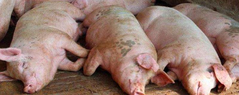 猪瘟用什么药，附症状及发病原因