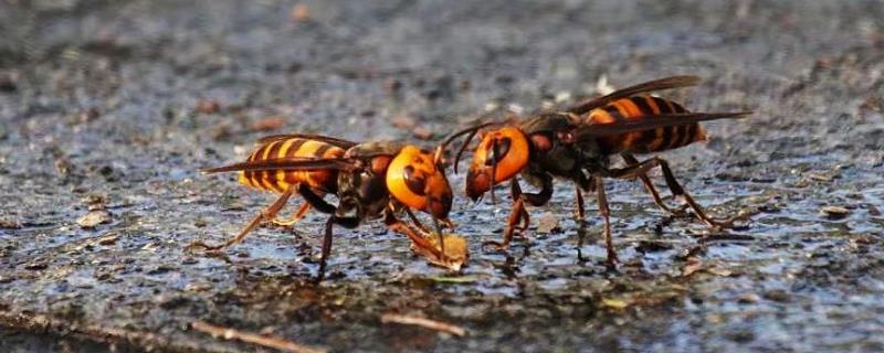 马蜂和虎头蜂的区别，马蜂是三有动物吗