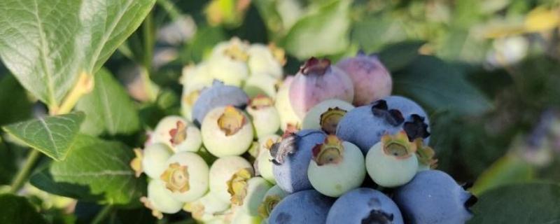 蓝莓几月份开花结果，蓝莓开花期怎样管理