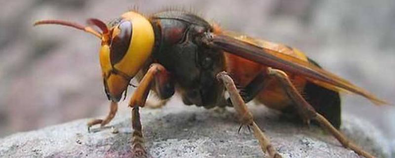 虎头蜂蜂王和工蜂有什么区别，虎头蜂有毒吗