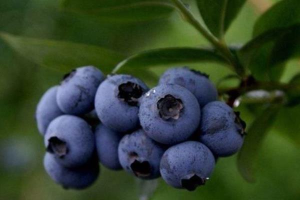 盆栽蓝莓的养殖方法和注意事项