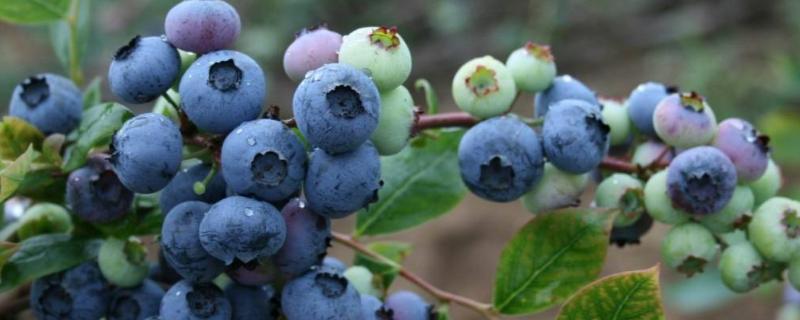 蓝莓为什么不开花不结果，蓝莓种几年可以挂果