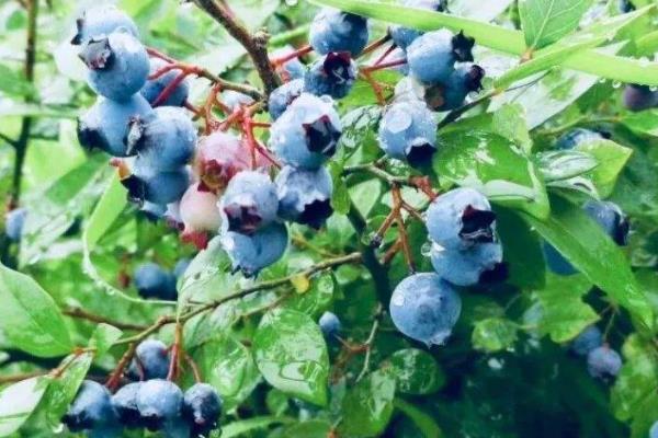 盆栽蓝莓的养殖方法和注意事项