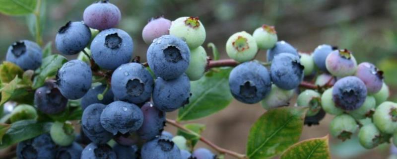 蓝莓适合盆栽还是地栽，附种植方法和注意事项