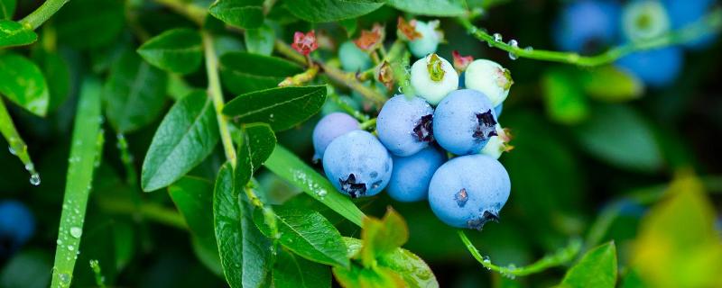 蓝莓保存时间和方法，蓝莓如何挑选