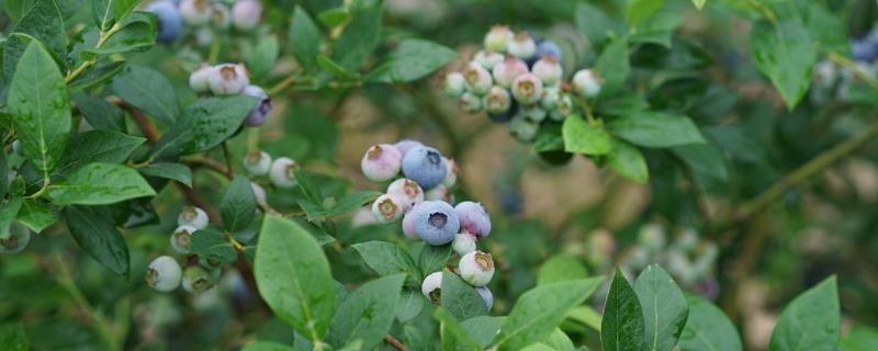 蓝莓生长在树上还是在地下，蓝莓有哪些品种