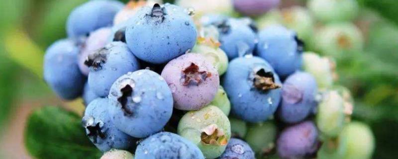 蓝莓开花前用什么肥好，蓝莓开花到成熟要多少天
