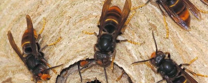 胡蜂和马蜂的区别，胡蜂是益虫还是害虫