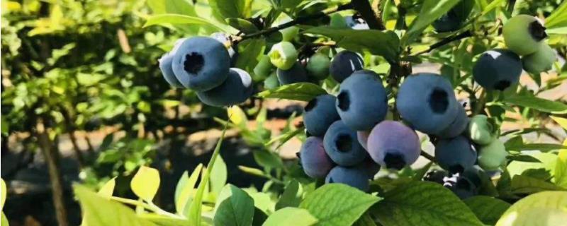 蓝莓生长在哪个地区，是什么颜色的