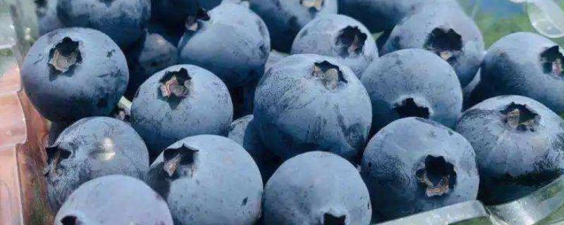 蓝莓可以冷冻保存吗，保存温度是多少合适