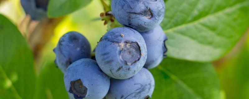 蓝莓施肥时间及方法，用什么肥料好