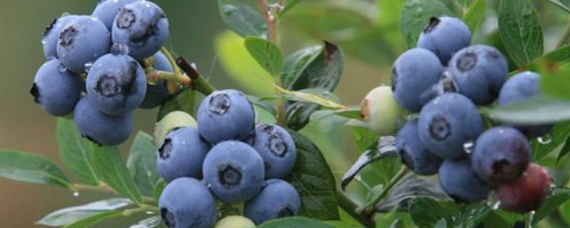 蓝莓的生长过程，可以盆栽种植吗