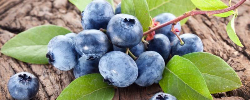蓝莓生长环境条件，如何盆栽种植
