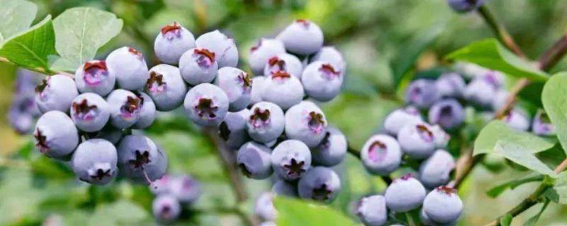 蓝莓生长周期，蓝莓种几年能结果