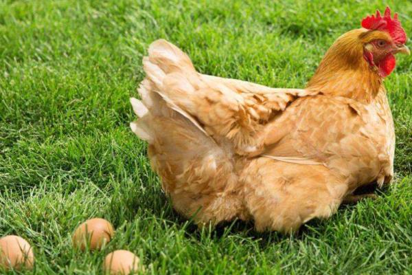 鸡养殖技术与疾病防治，养多久可以下蛋