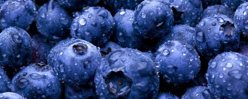 种蓝莓专用肥料，附蓝莓的种植方法