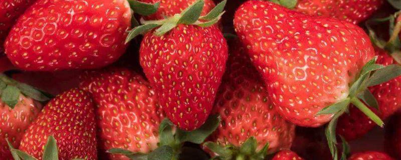 草莓催熟最快方法，附种植方法