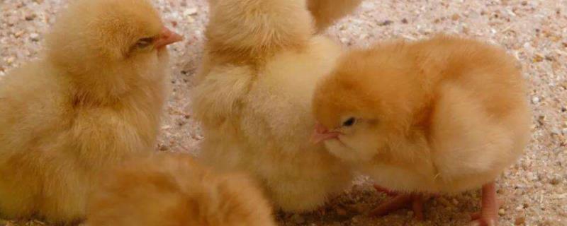 鸡的性别与孵化温度有关系吗，鸡如何区分公母