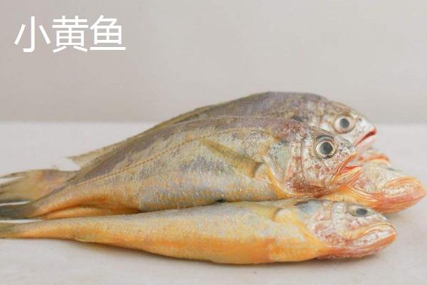 黄花鱼有几种