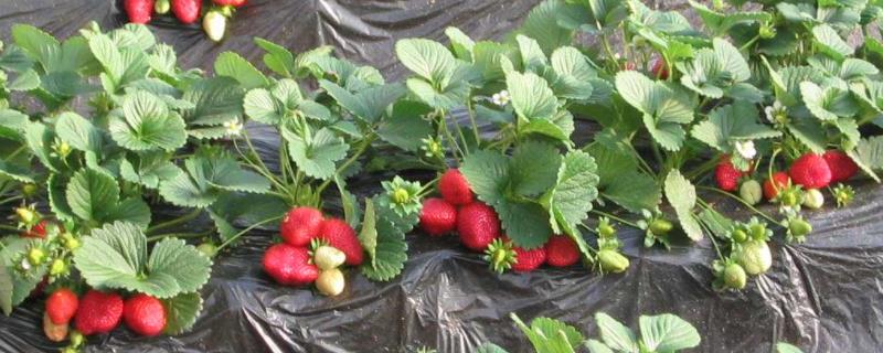 种植过程中草莓需要补钙么，附种植方法