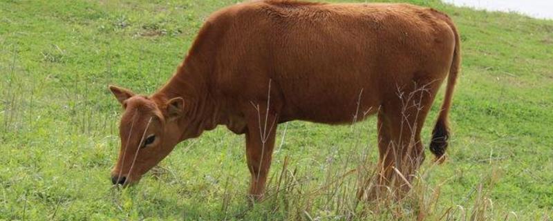 牛不吃草是怎么回事，如何防治