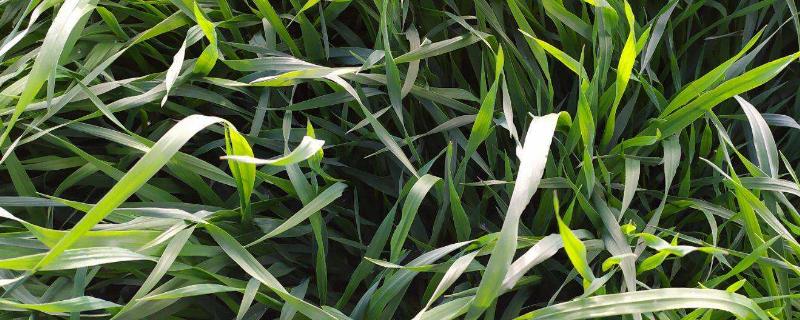 提摩西草和苜蓿草的区别，提摩西草能种植吗