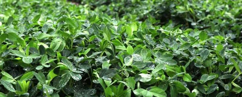 茶叶施肥用什么肥料好，茶叶树种生长分为几个时期