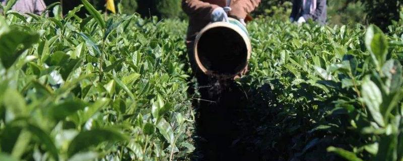 茶叶专用有机肥料是什么，茶叶树种几年可以采摘
