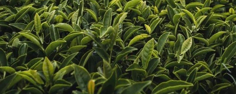 茶叶发酵原理，发酵与不发酵的茶叶区别