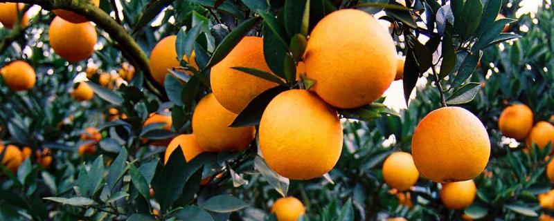 回答1,品种介绍:爱媛42号是日本近年来通过有性杂交获得的柑橘新品种